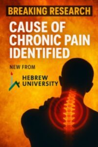 “Illustration of the brain’s braking system in chronic pain research”